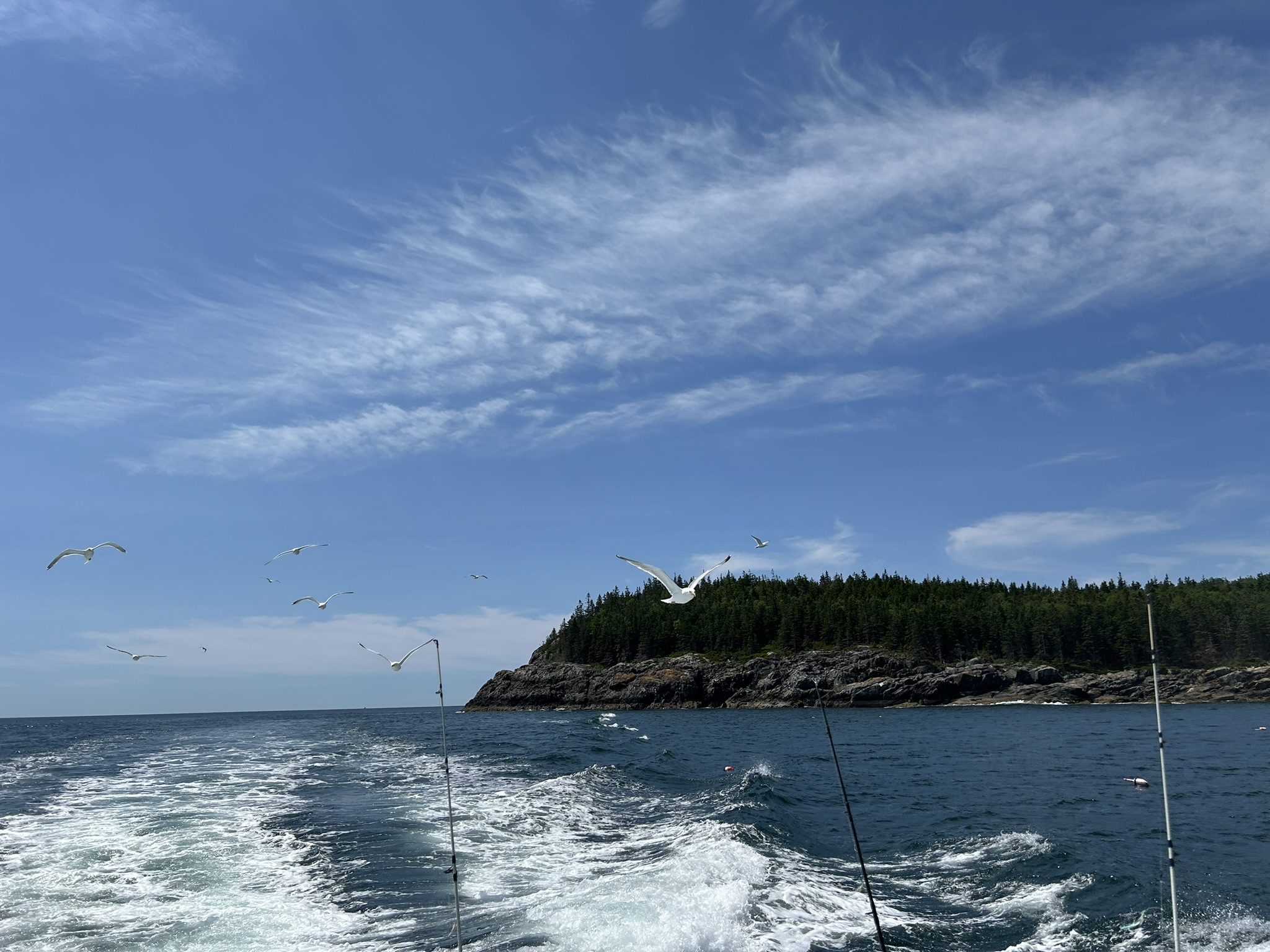 Seagulls above the Acadia coast photographed by Skylee